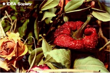 http://www.idea-society.org/img/Photo_Sternberg/a1.jpg