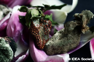 http://www.idea-society.org/img/Photo_Sternberg/a6.jpg